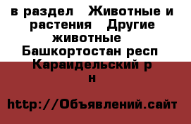  в раздел : Животные и растения » Другие животные . Башкортостан респ.,Караидельский р-н